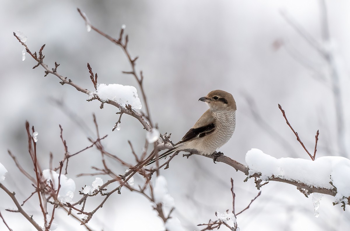 ťuhýk severní - ML645118783