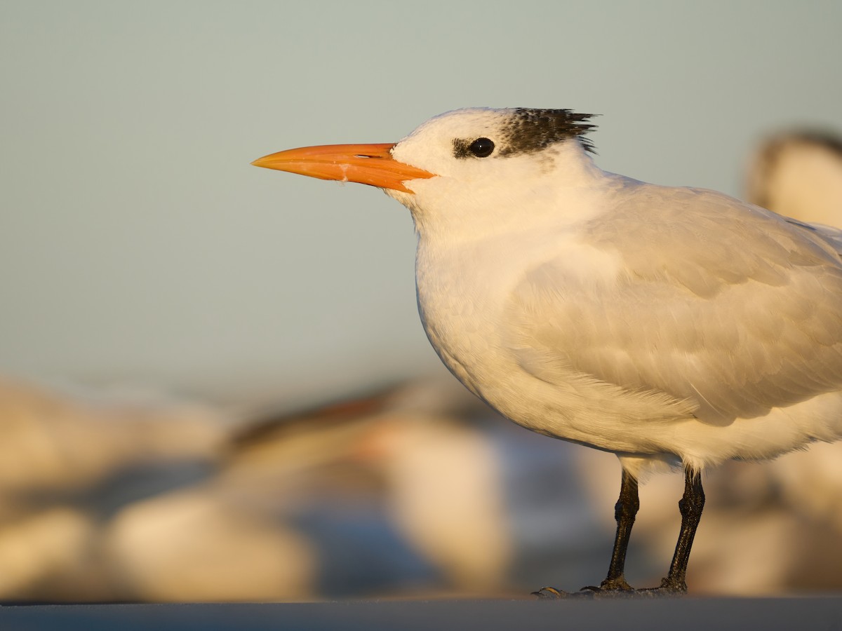 Royal Tern - ML645118794