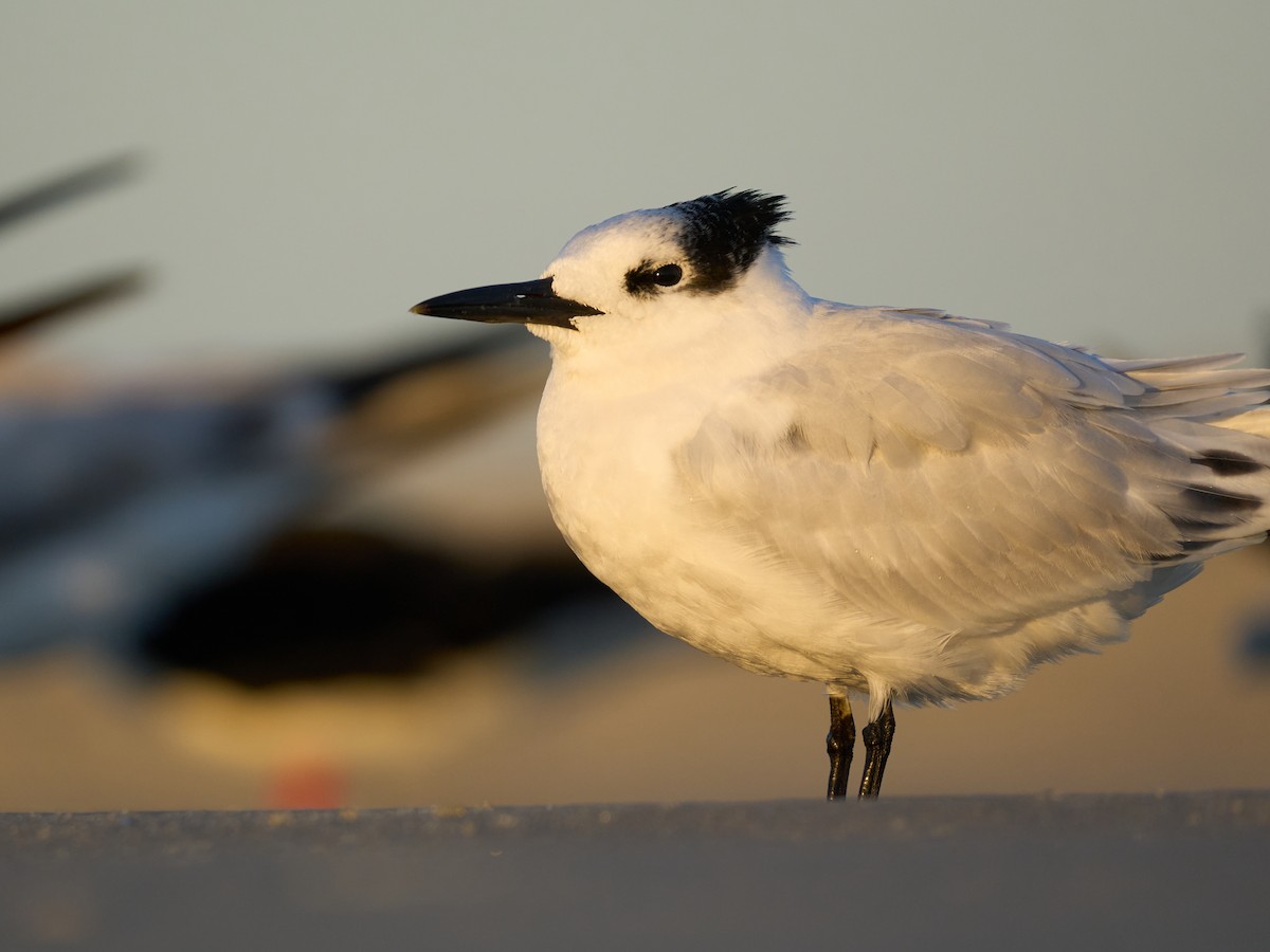 Sandwich Tern - ML645118805