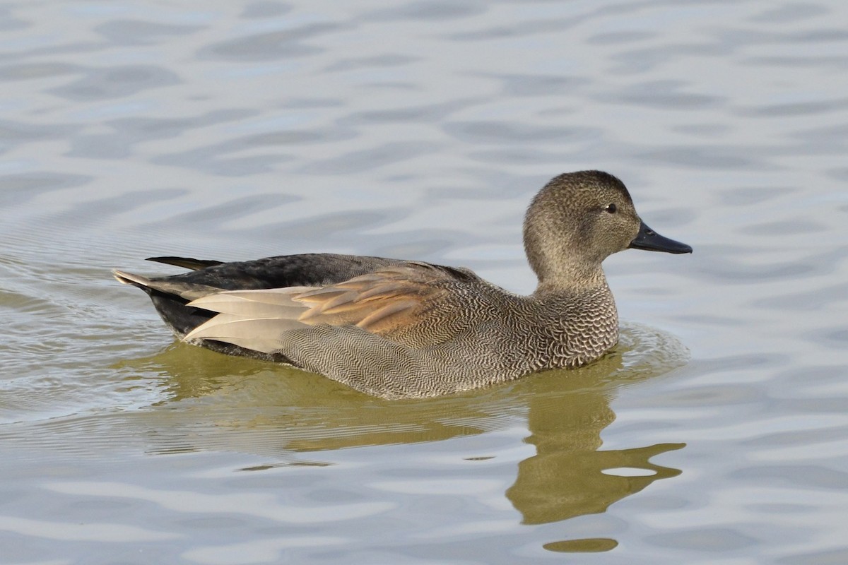 Ipar-ahatea - ML645118814