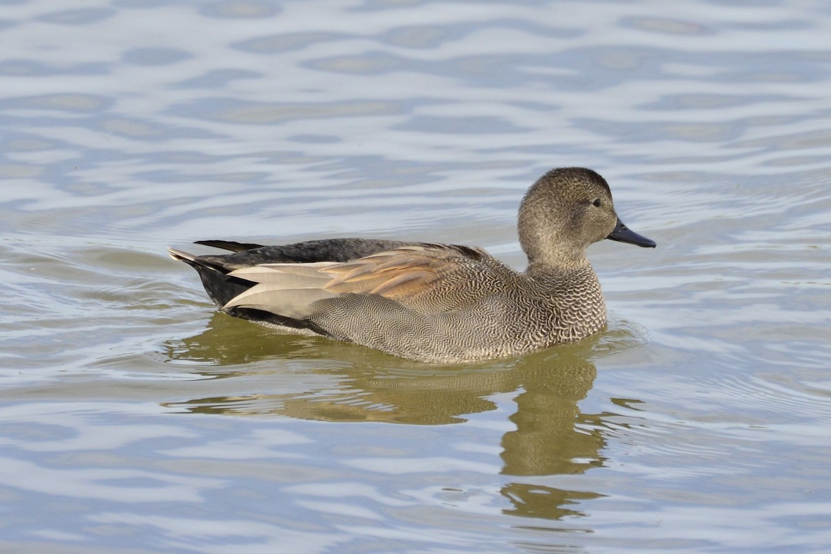 Ipar-ahatea - ML645118815