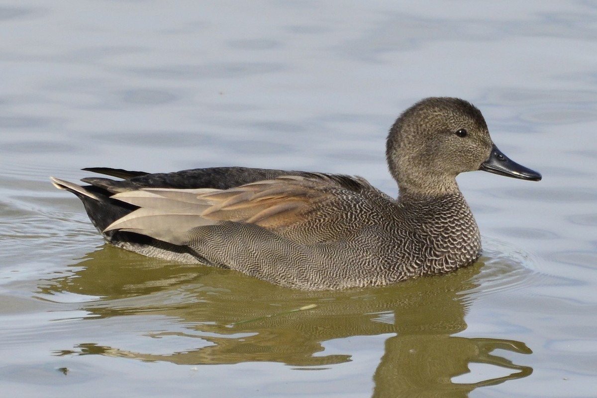 Ipar-ahatea - ML645118816