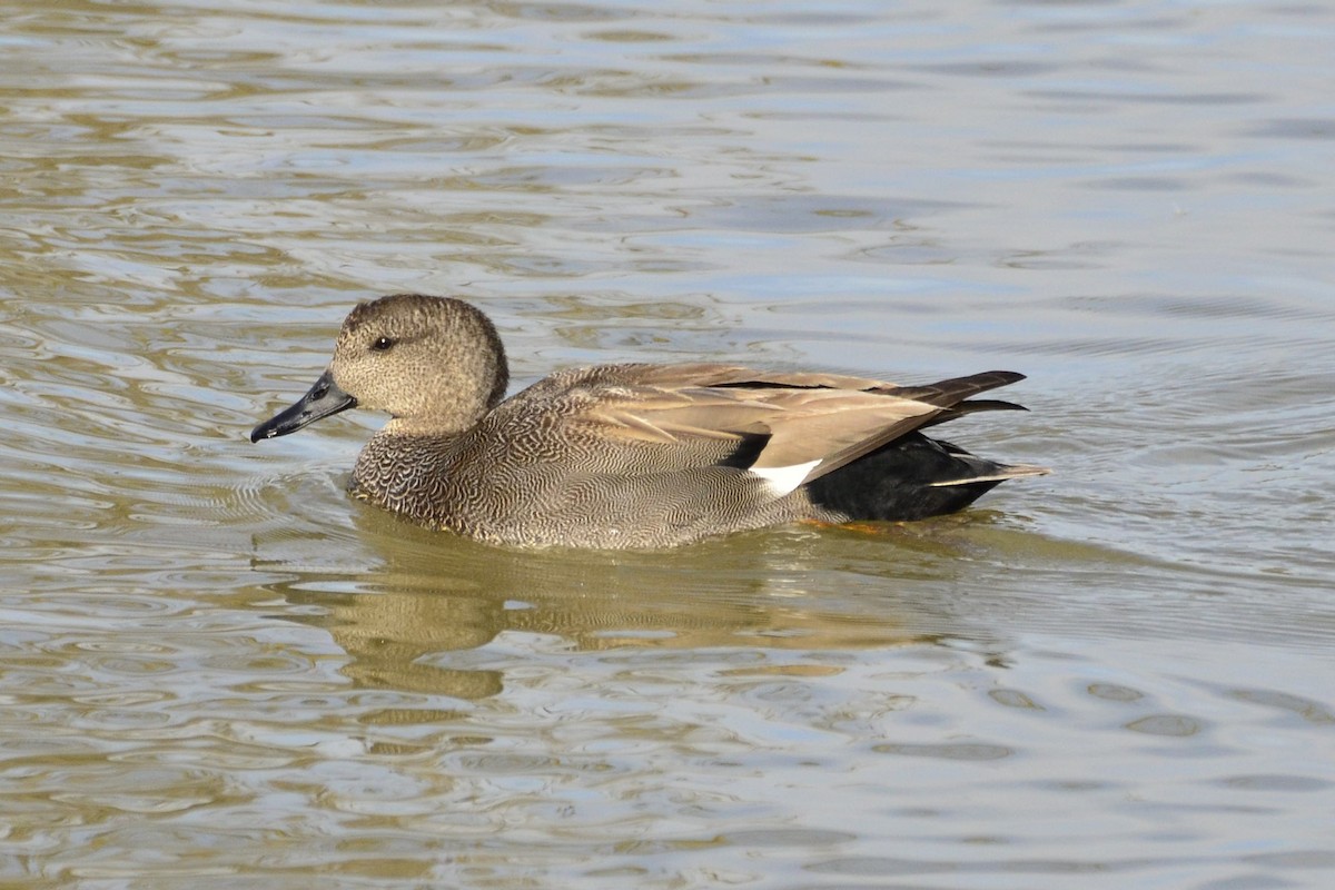 Ipar-ahatea - ML645118817