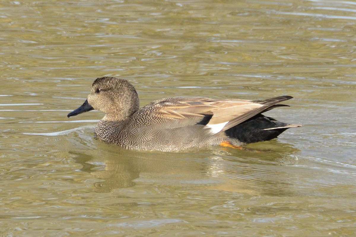 Ipar-ahatea - ML645118818