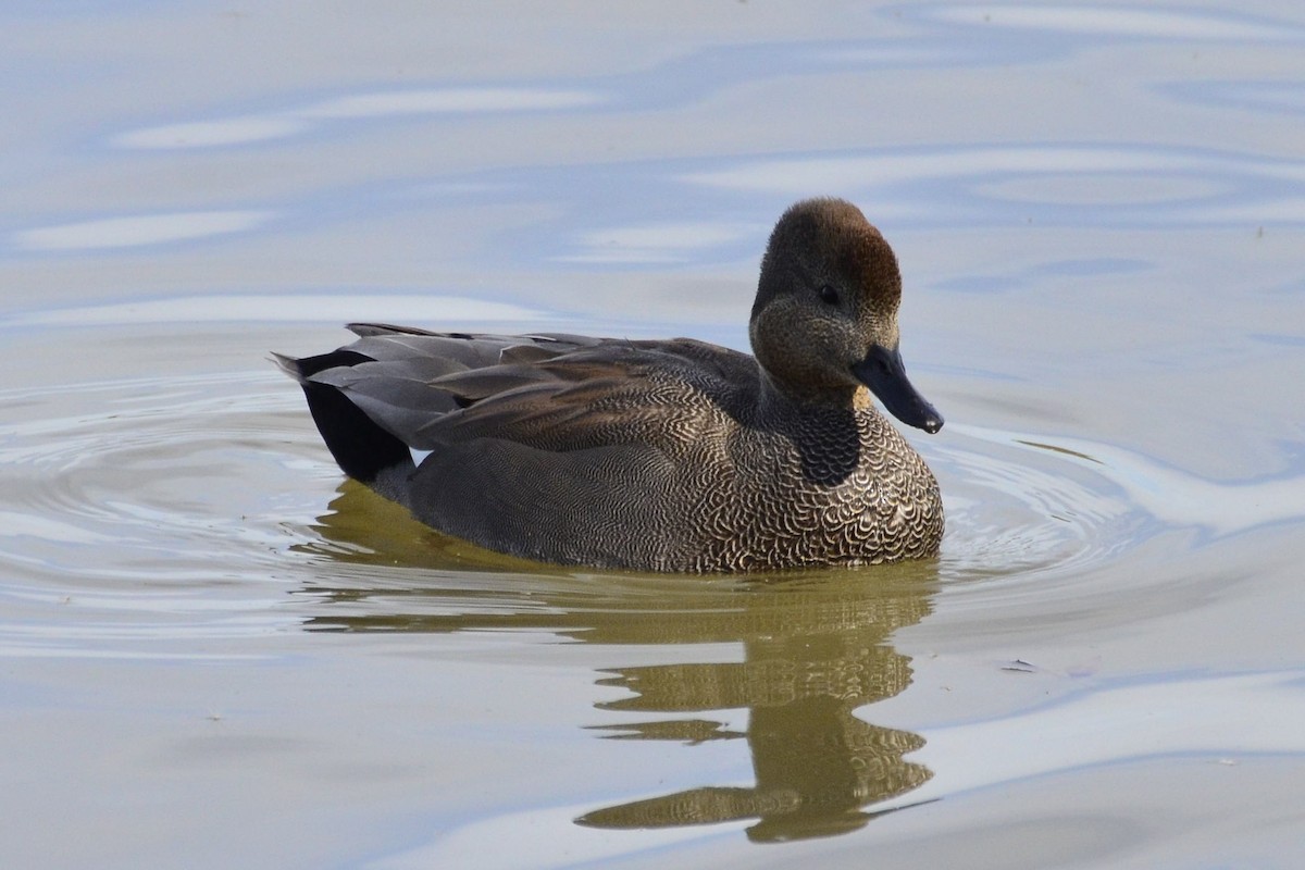 Ipar-ahatea - ML645118819