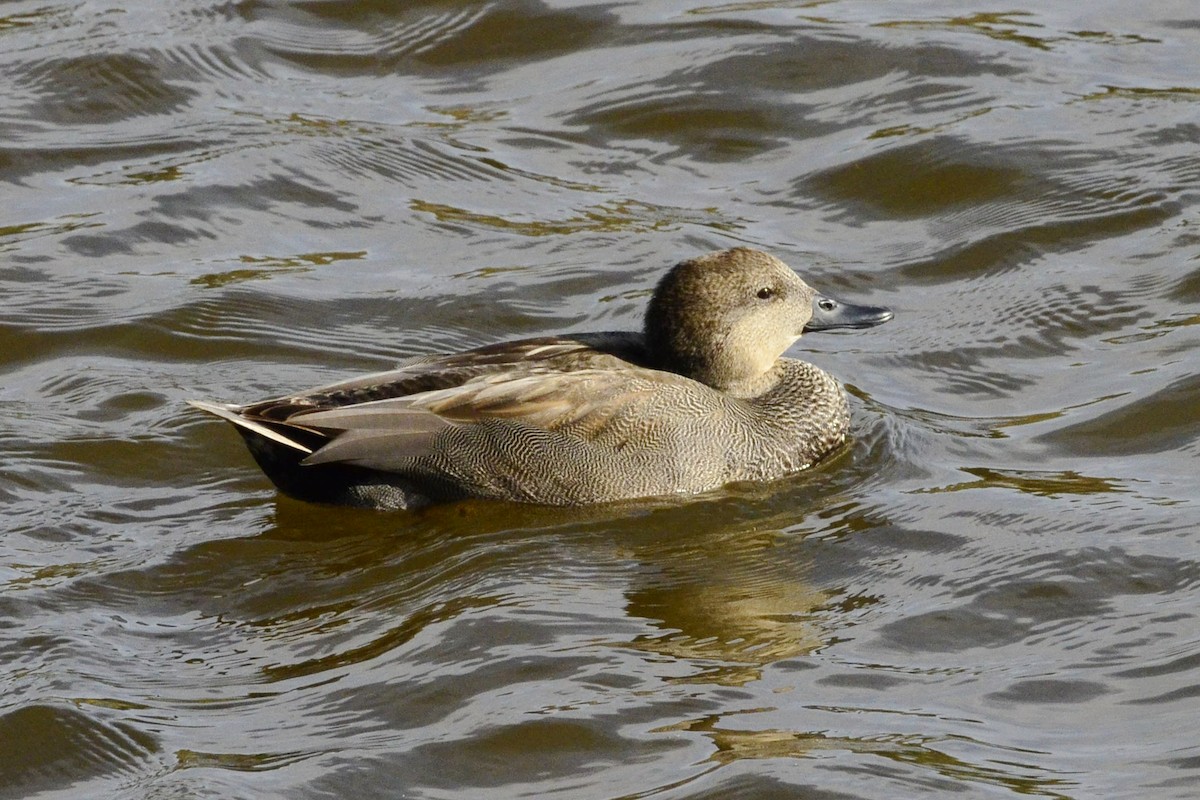 Ipar-ahatea - ML645118820