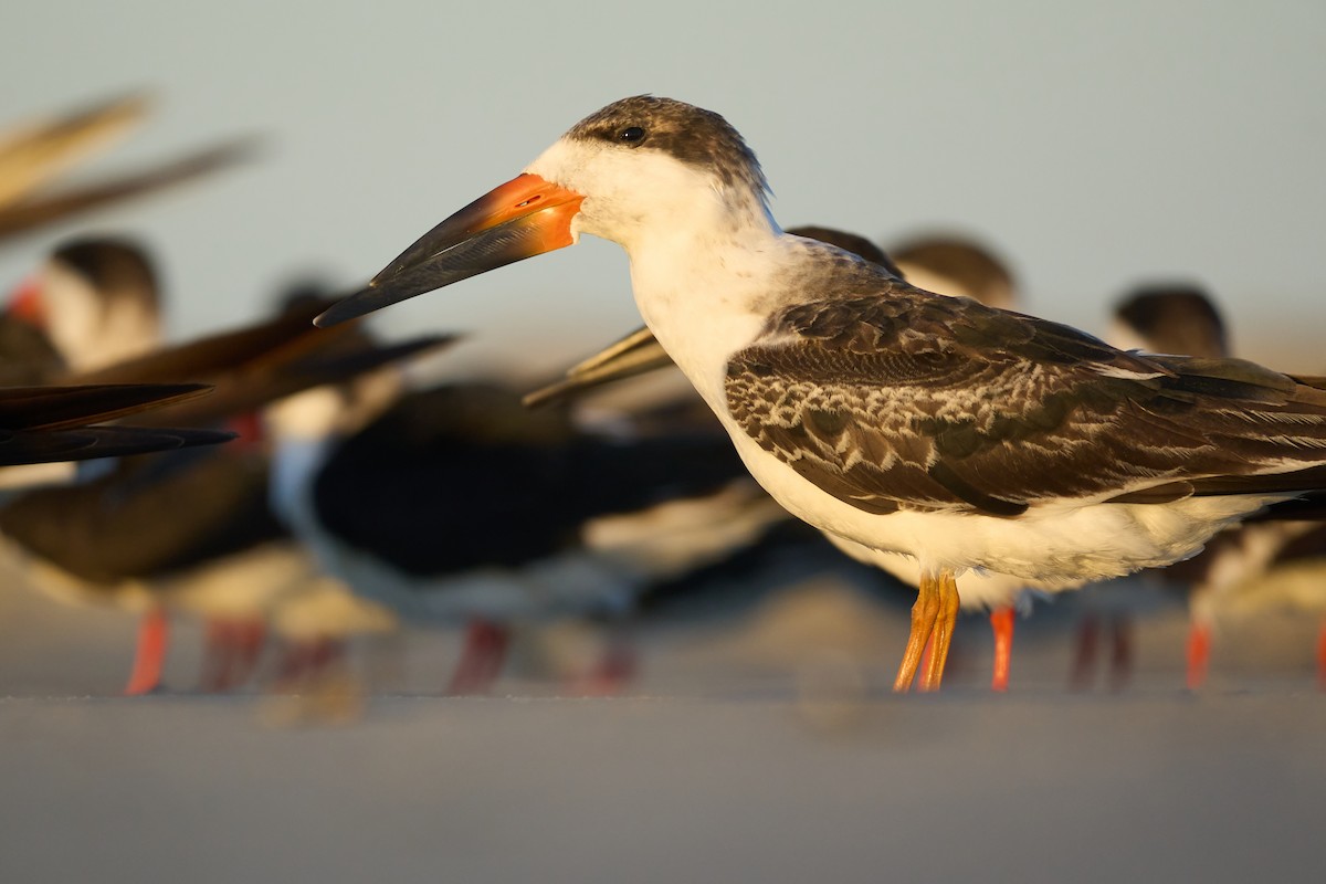 Black Skimmer - ML645118823