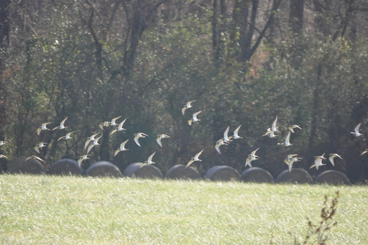 Killdeer - ML645118827