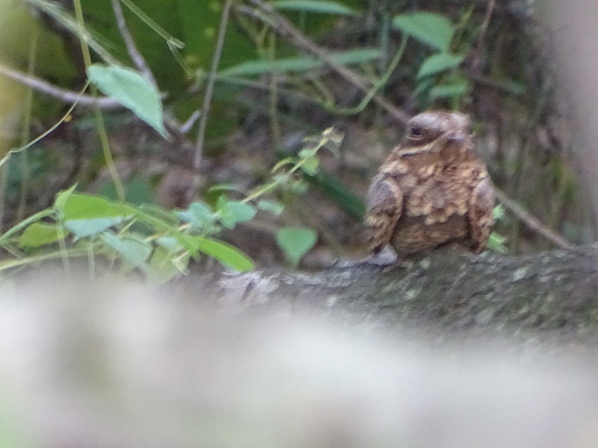 Chotacabras Hindú - ML645118840