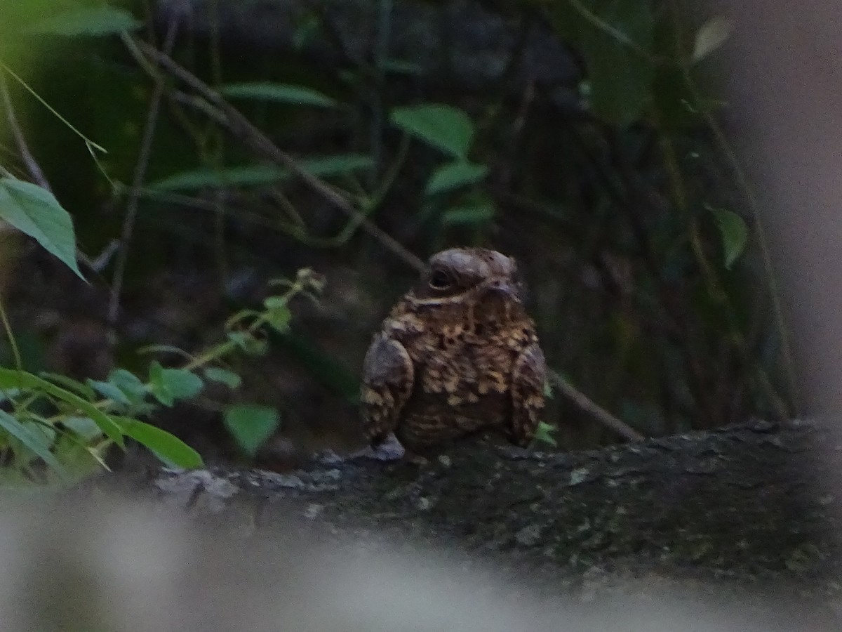 Chotacabras Hindú - ML645118841