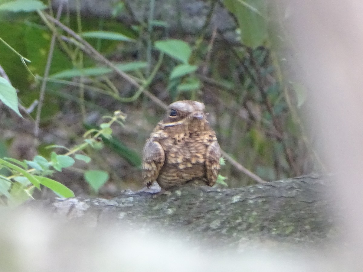 Chotacabras Hindú - ML645118842