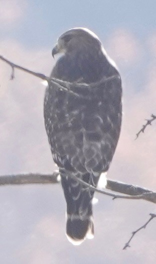 Red-shouldered Hawk - ML645118849