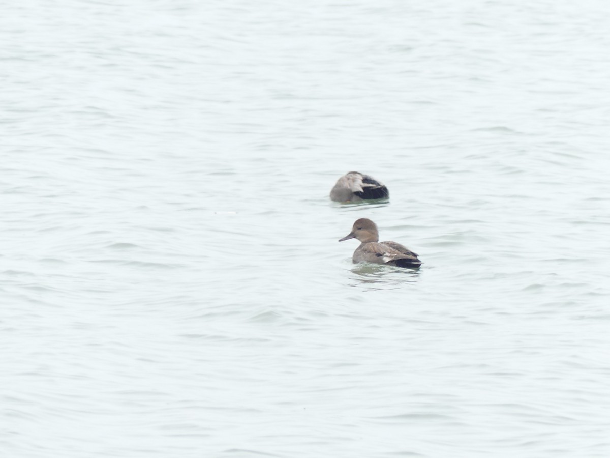 Ipar-ahatea - ML645118853