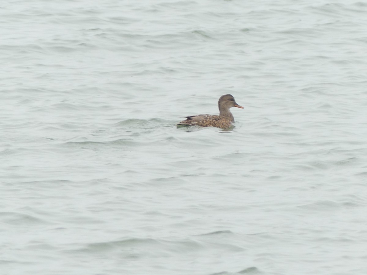 Ipar-ahatea - ML645118854