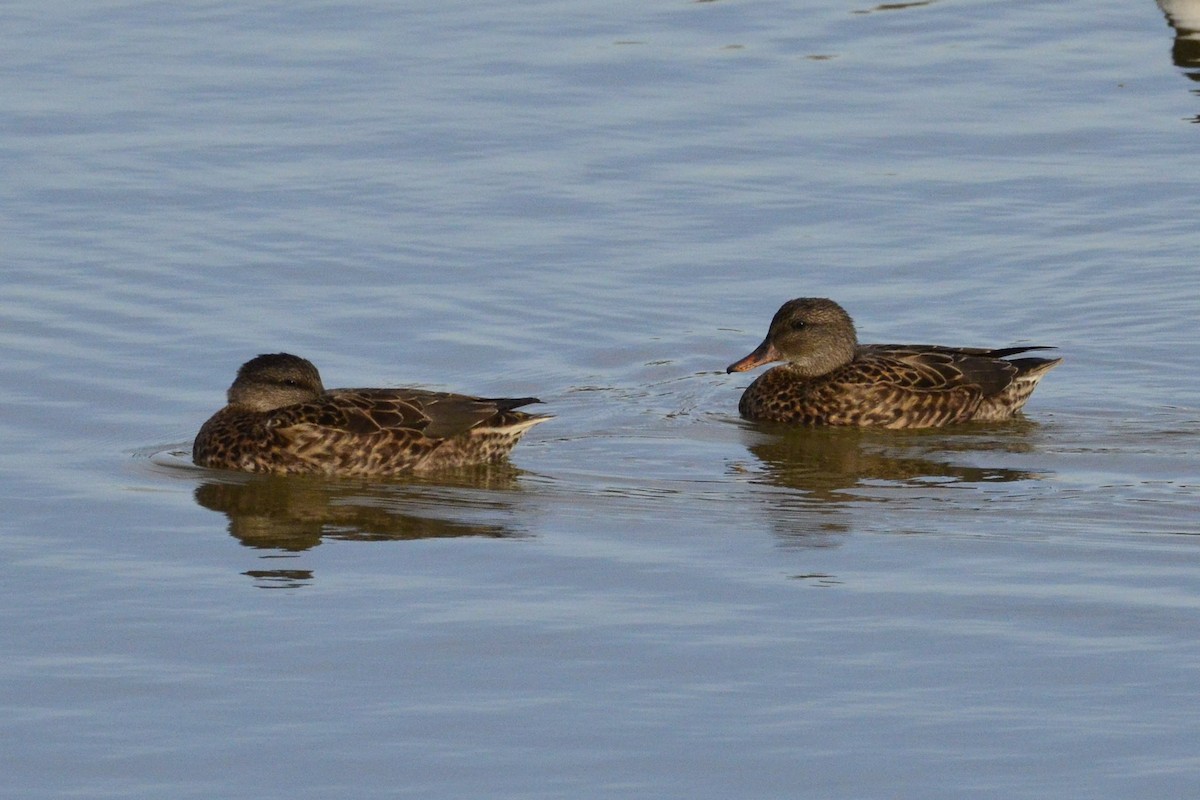 Ipar-ahatea - ML645118858