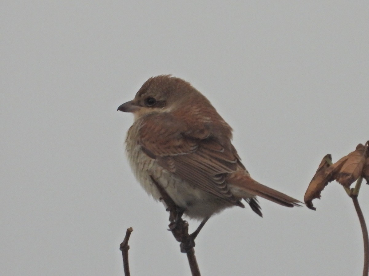 Улбар нуруут дунхай - ML645118862