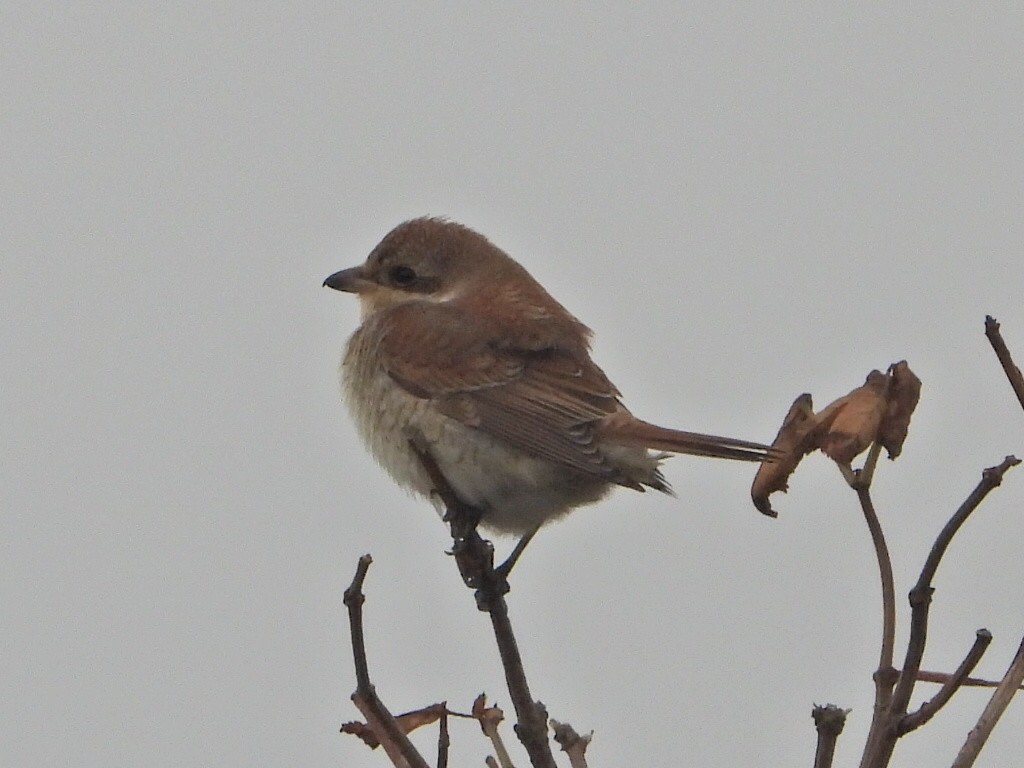 Улбар нуруут дунхай - ML645118863