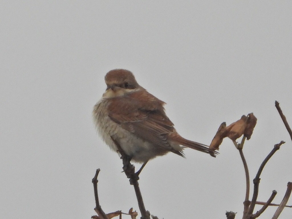 Улбар нуруут дунхай - ML645118864