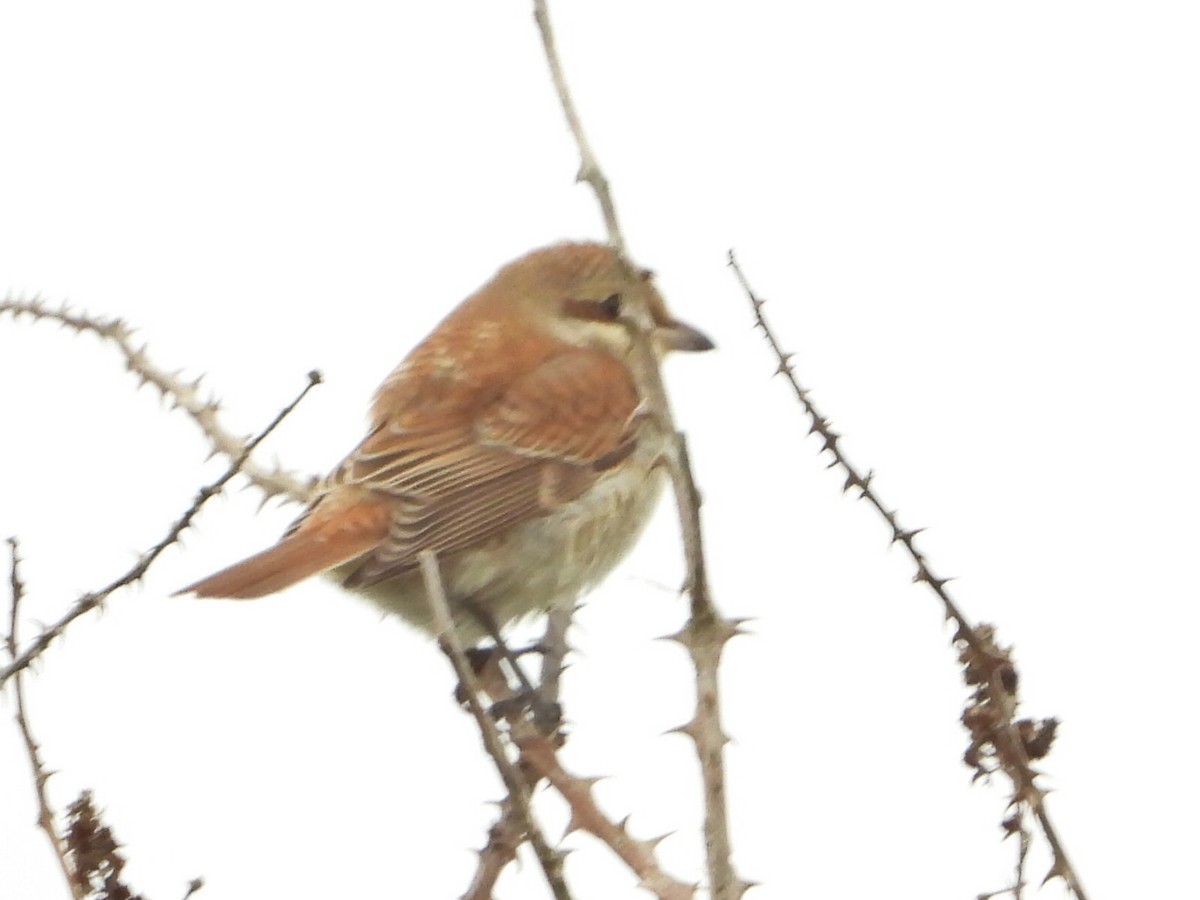 Улбар нуруут дунхай - ML645118865