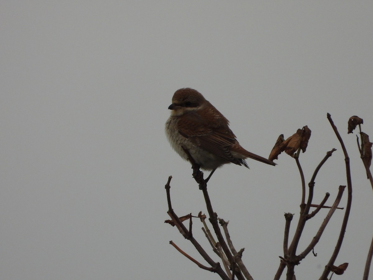 Улбар нуруут дунхай - ML645118866