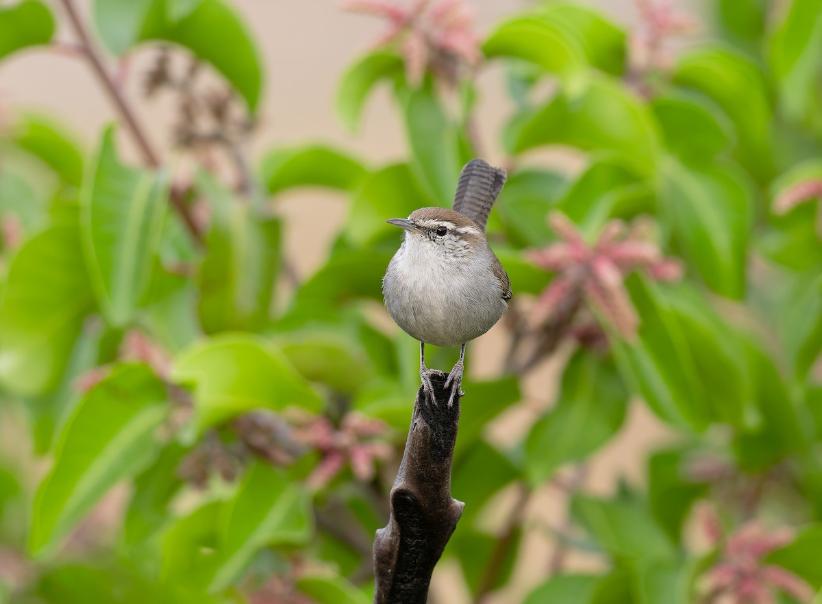 Bewick's Wren - ML645118867