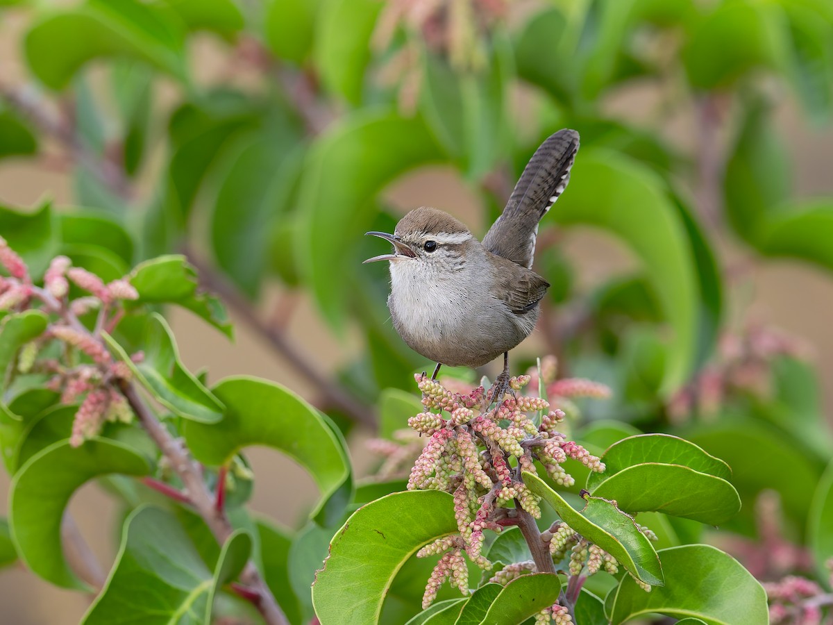 Bewick's Wren - ML645118868