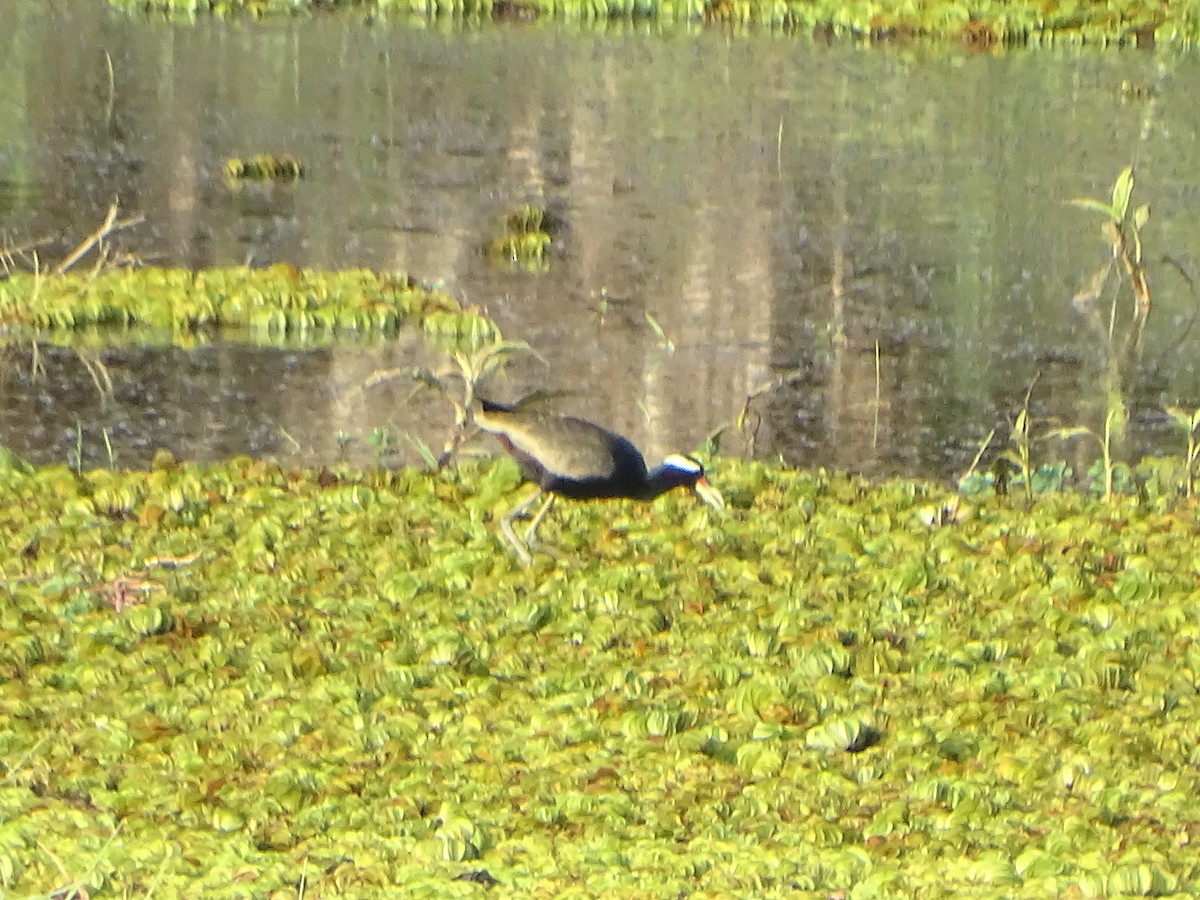 ostnák hnědoocasý - ML645118871