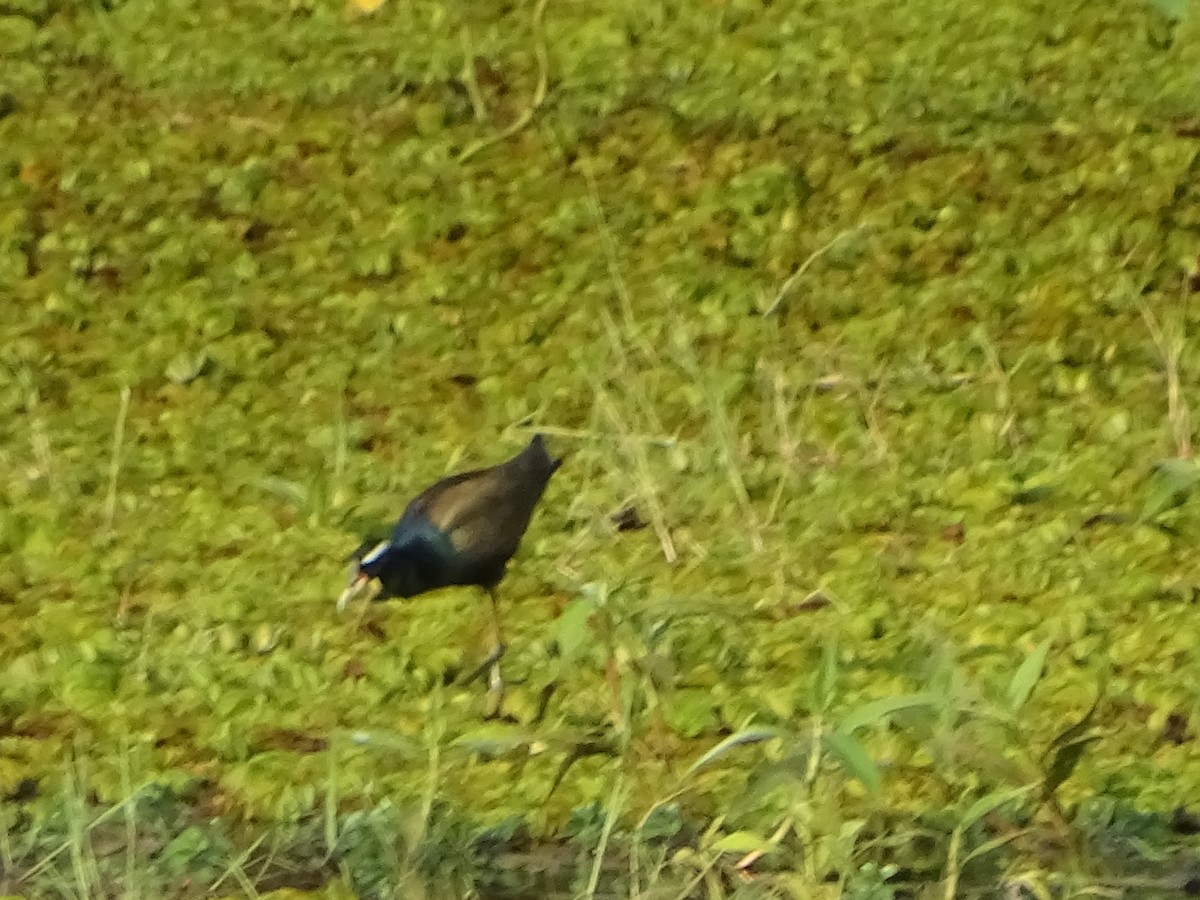 ostnák hnědoocasý - ML645118872