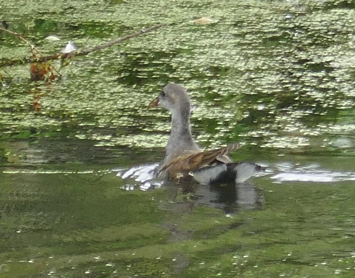 Eurasian Moorhen - ML645118878