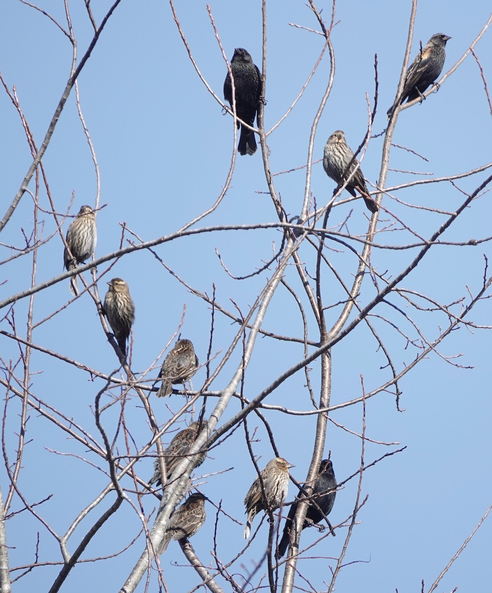 Red-winged Blackbird - ML645118883