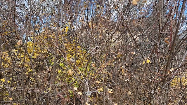 Bushtit - ML645118893