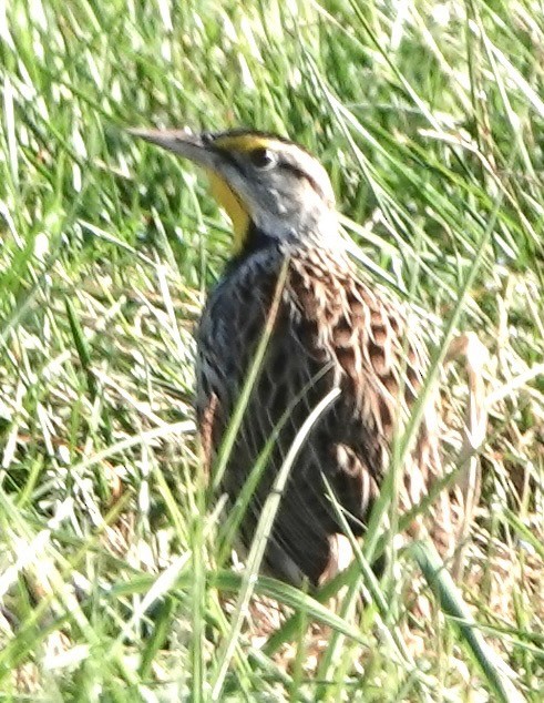 Eastern Meadowlark - ML645118907