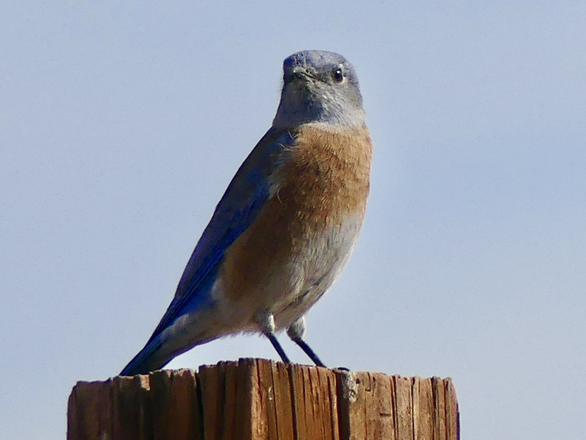 Western Bluebird - ML645118909