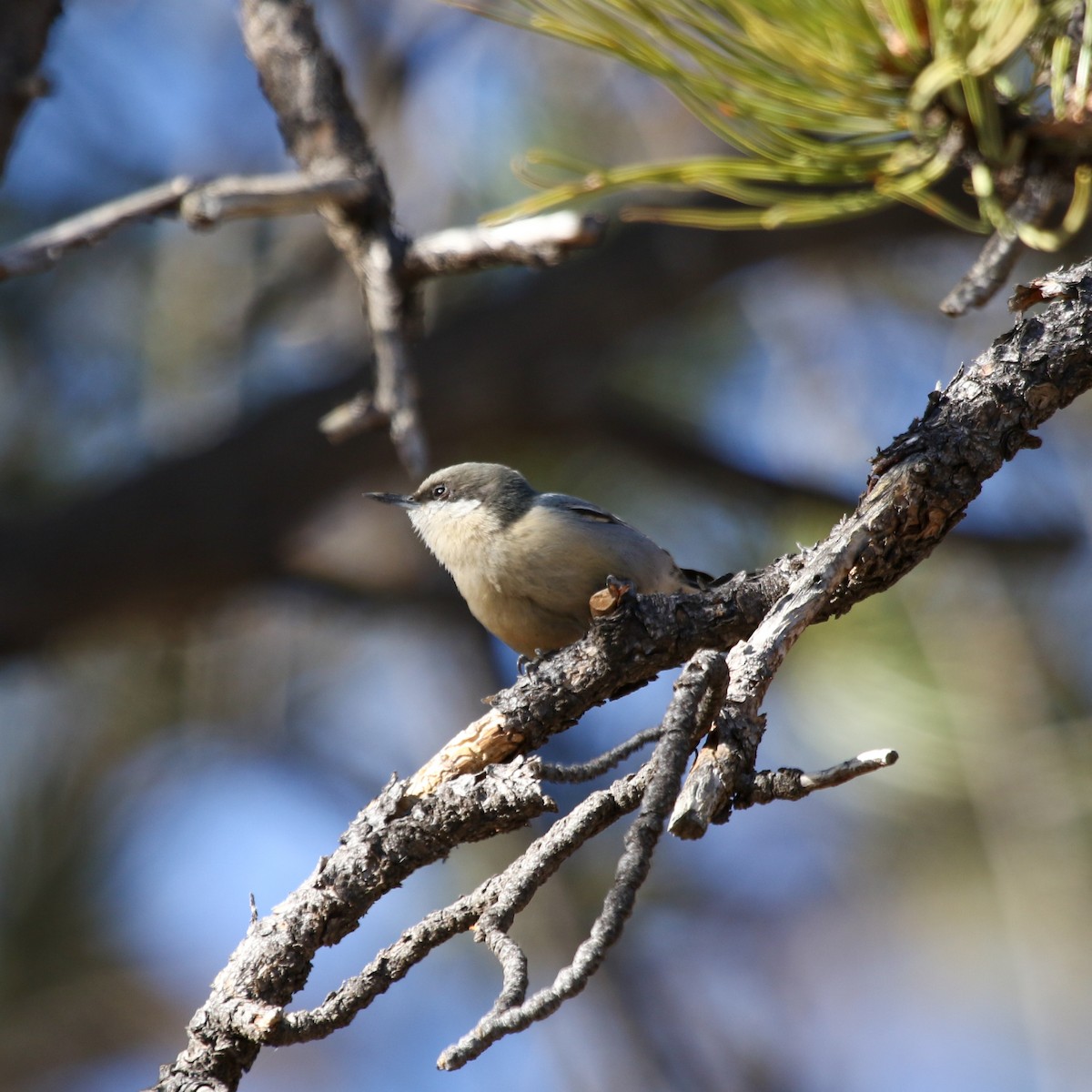 Pygmy Nuthatch - ML645118925