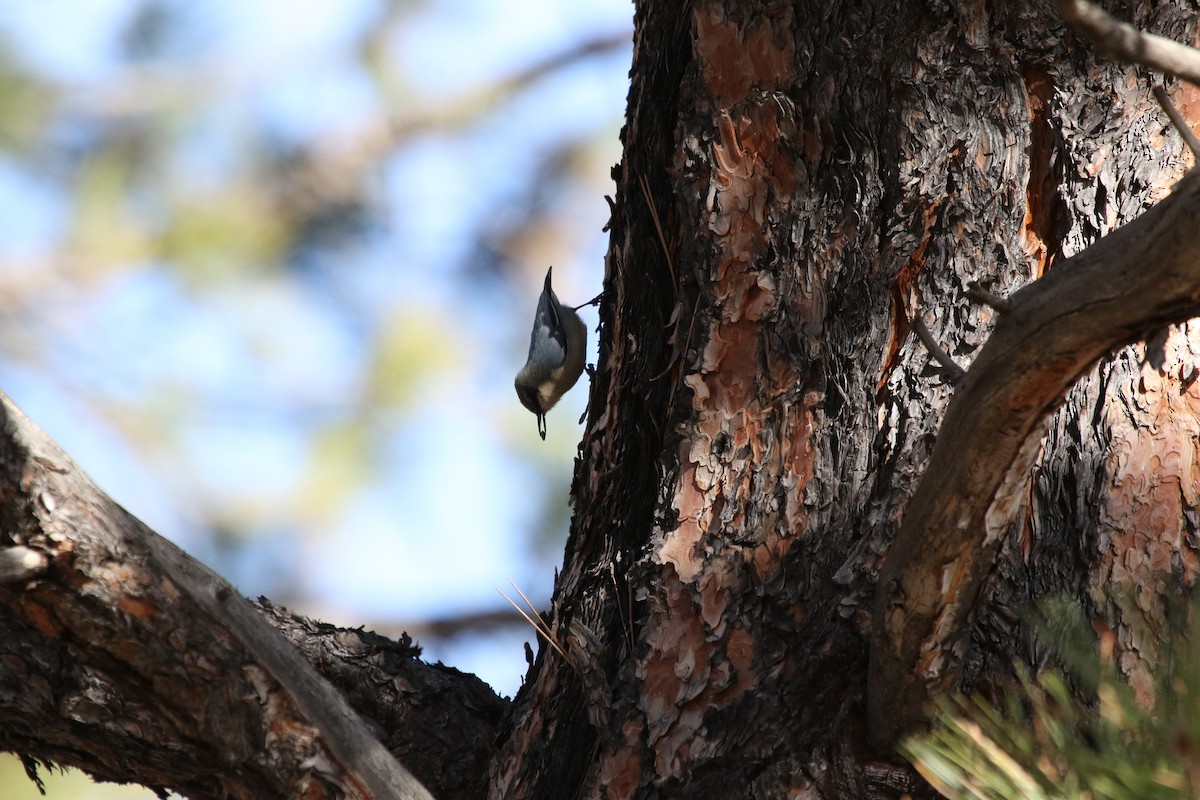Pygmy Nuthatch - ML645118926