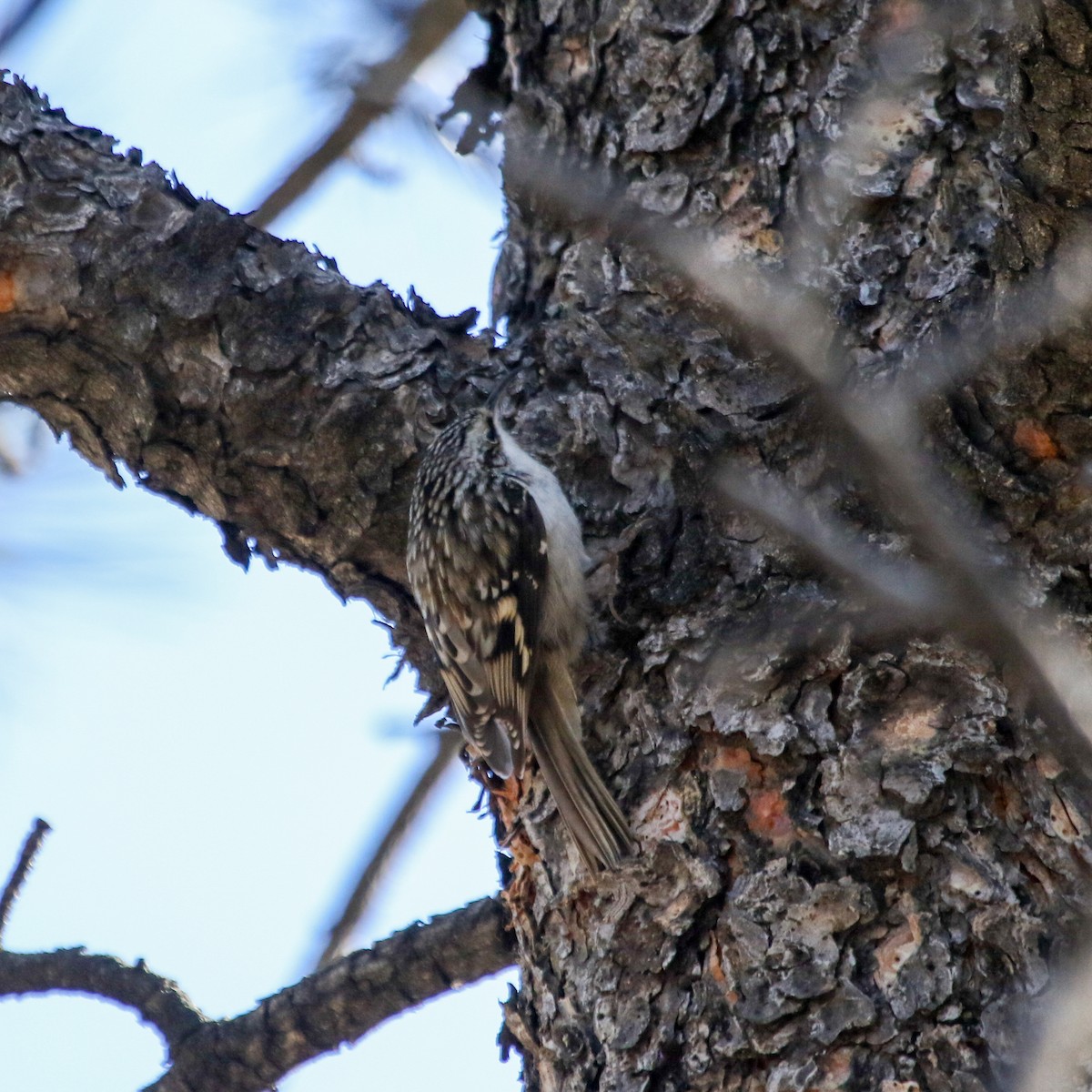 Brown Creeper - ML645118928