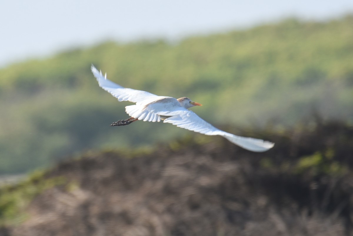 Western Cattle-Egret - ML645118930