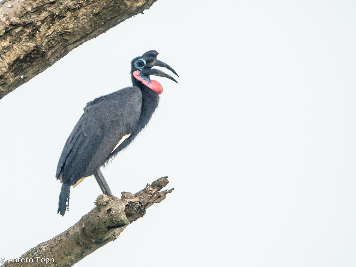 Abyssinian Ground-Hornbill - ML645118932
