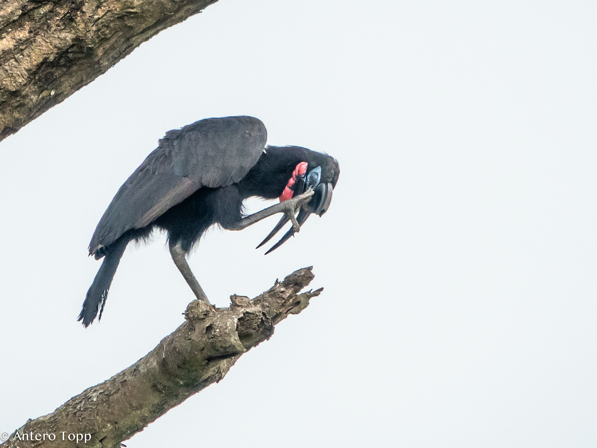 Abyssinian Ground-Hornbill - ML645118933