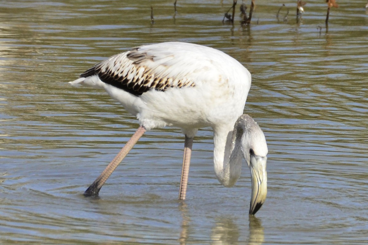 Greater Flamingo - ML645118934