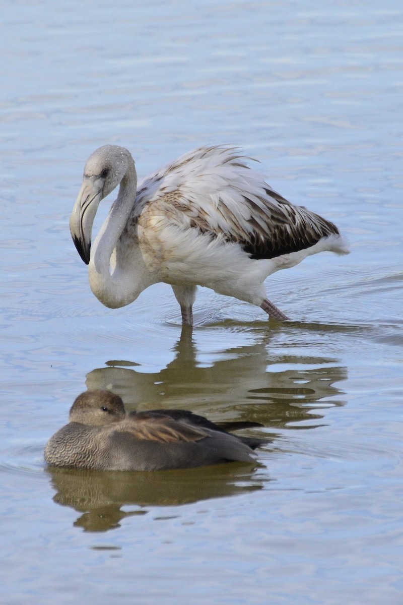 Greater Flamingo - ML645118935