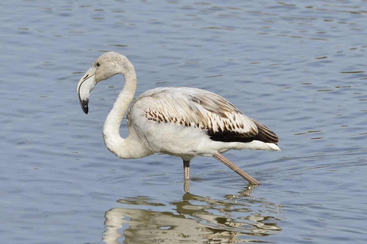 Greater Flamingo - ML645118936