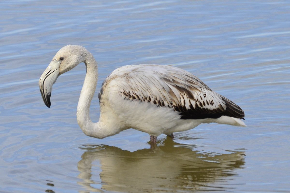 Greater Flamingo - ML645118937