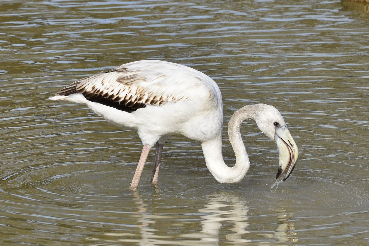 Greater Flamingo - ML645118938