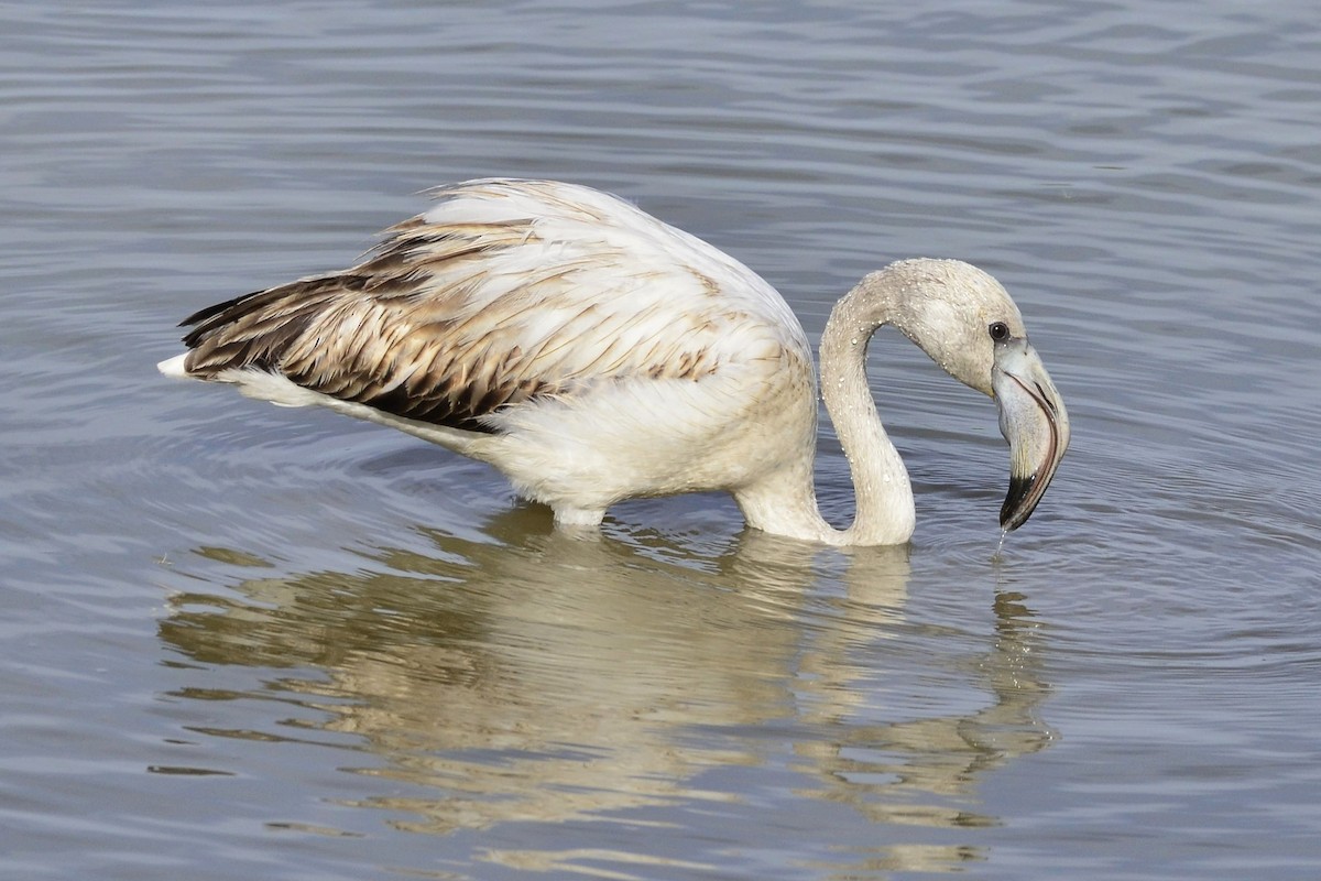 Greater Flamingo - ML645118939