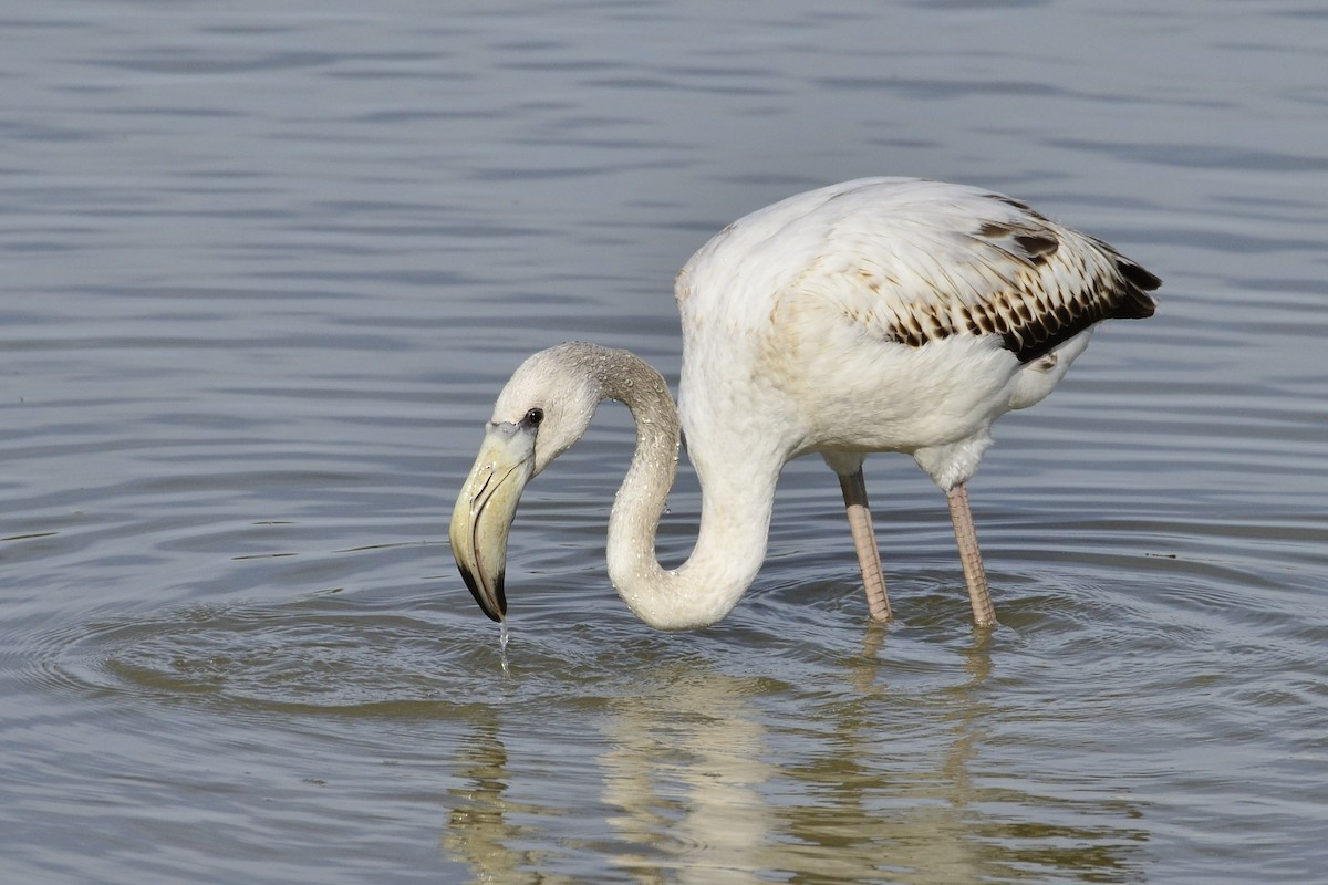 Greater Flamingo - ML645118940