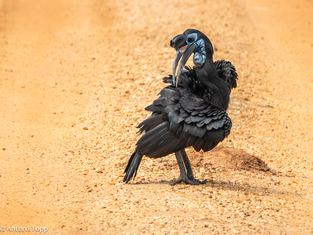 Abyssinian Ground-Hornbill - ML645118941