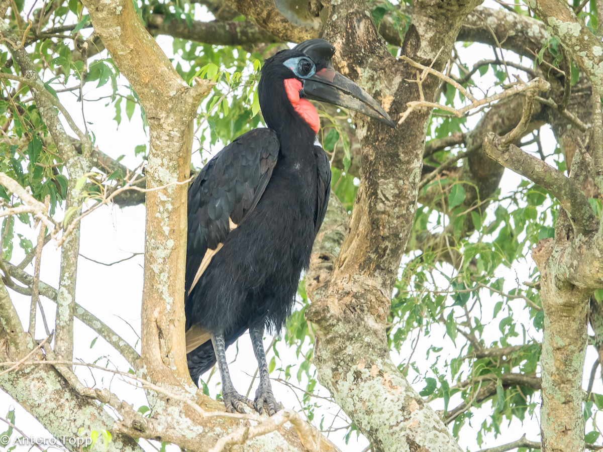 Abyssinian Ground-Hornbill - ML645118942
