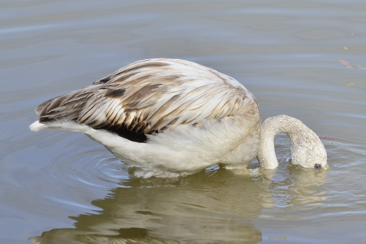 Greater Flamingo - ML645118943