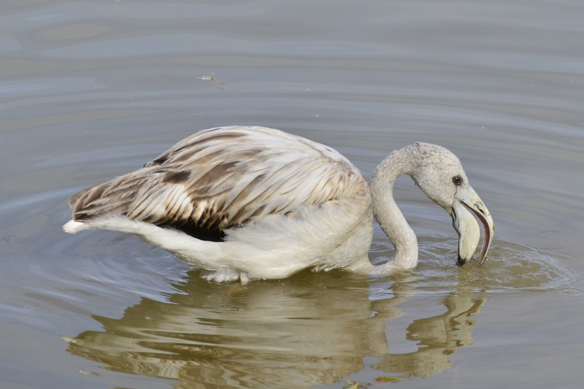 Greater Flamingo - ML645118944